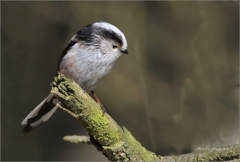 <p>MLYNAŘÍK DLOUHOOCASÝ (Aegithalos caudatus) ---- /Long-tailed-tit - Schwanzmeise/</p>
